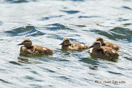 Andean Teal