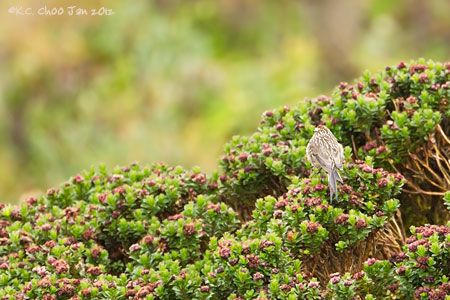 Andean Tit-Spinetail