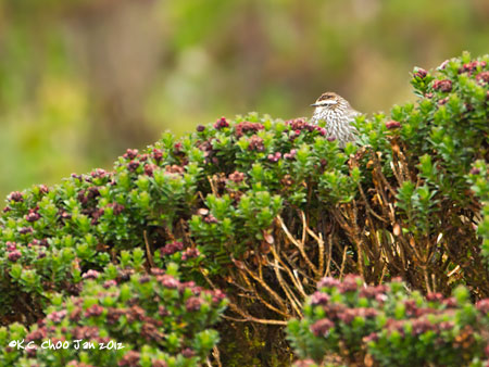 Andean Tit-Spinetail