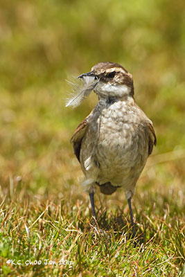 Bar-winged Cinclodes