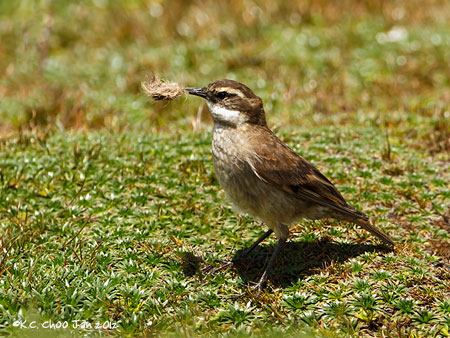 Bar-winged Cinclodes
