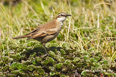 Bar-winged Cinclodes
