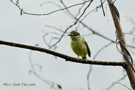 Barred Becard