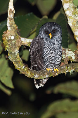 Black-banded Owl