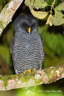 Black-banded Owl