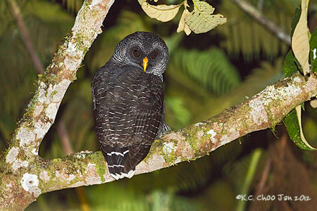 Black-banded Owl