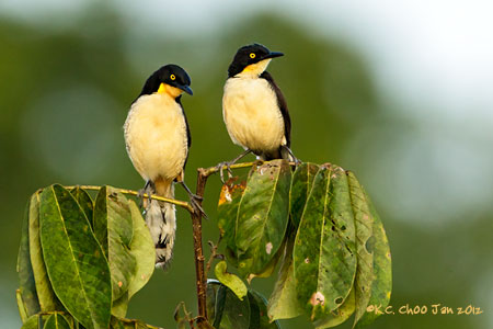 Black-capped Donacobius