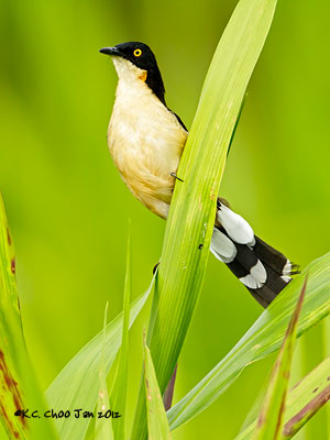 Black-capped Donacobius