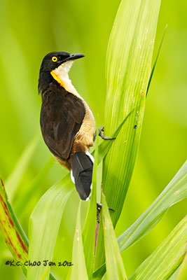 Black-capped Donacobius
