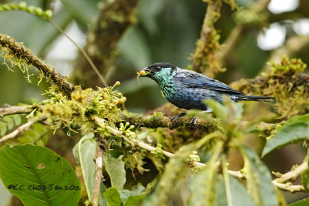 Black-capped Tanager