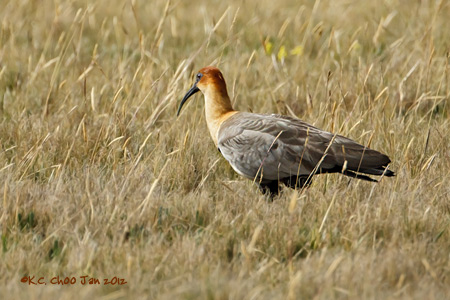 Black-faced Ibis