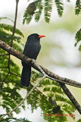 Black-fronted Nunbird
