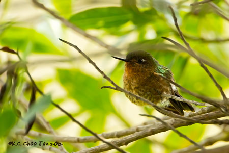 Black-tailed Trainbearer