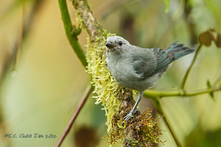 Blue-grey Tanager