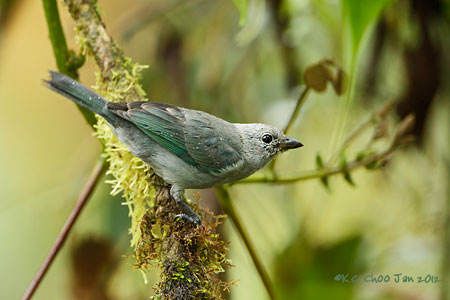 Blue-grey Tanager
