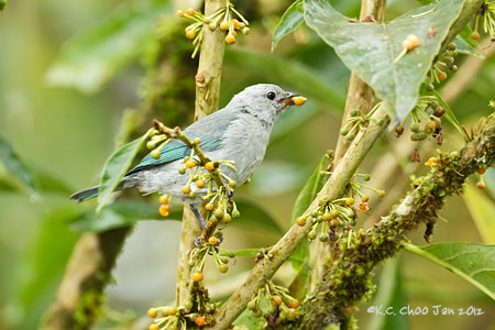 Blue-grey Tanager
