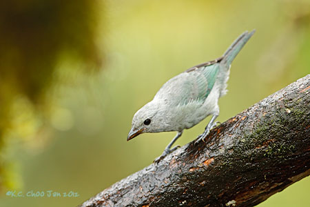 Blue-grey Tanager