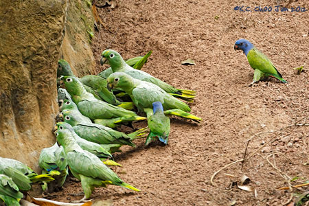 Blue-headed Parrot