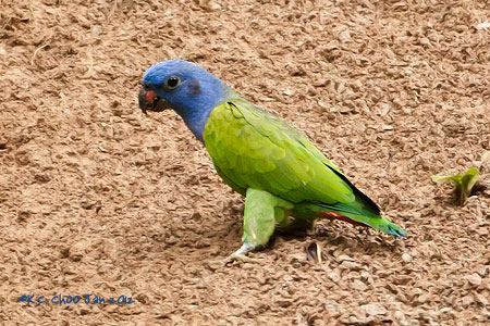 Blue-headed Parrot