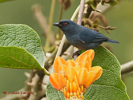 Bluish Flowerpiercer