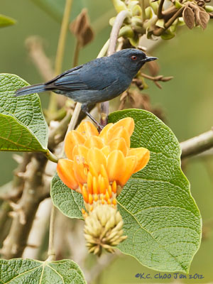 Bluish Flowerpiercer
