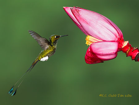 Booted Racket-tail