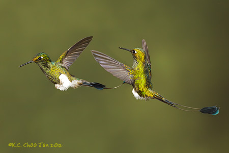 Booted Racket-tail