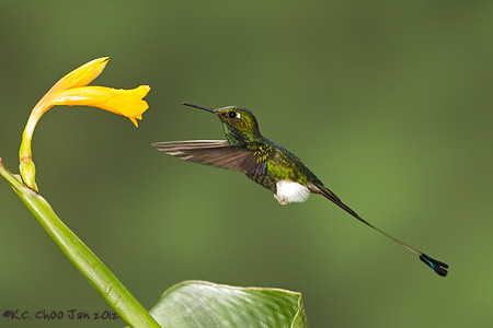 Booted Racket-tail