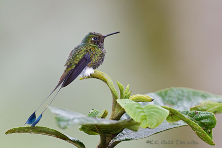 Booted Racket-tail