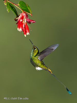 Booted Racket-tail