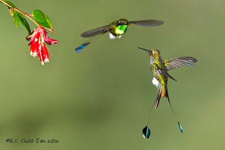 Booted Racket-tail