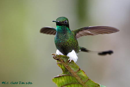 Booted Racket-tail