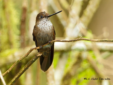 Bronzy Inca