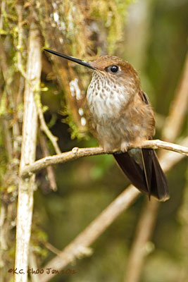 Bronzy Inca