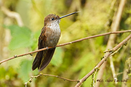 Bronzy Inca