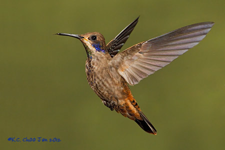 Brown Violetear