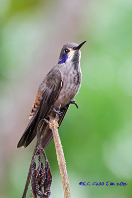 Brown Violetear