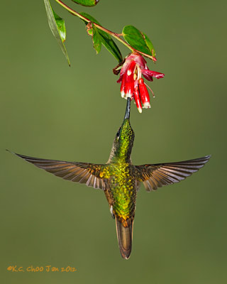 Buff-tailed Coronet
