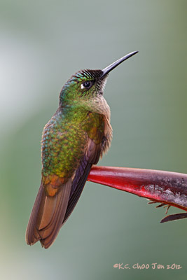 Buff-tailed Coronet