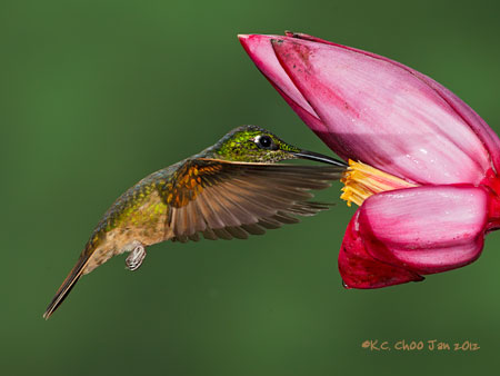 Buff-tailed Coronet