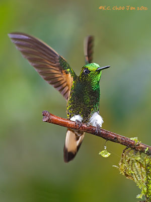 Buff-tailed Coronet