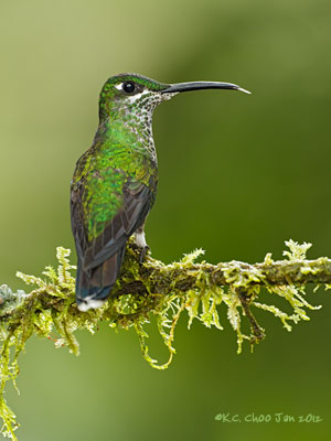 Buff-tailed Coronet
