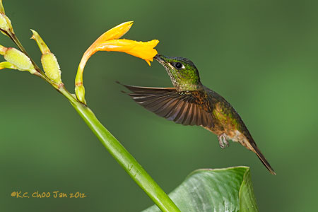 Buff-tailed Coronet