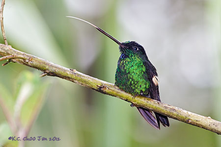 Buff-winged Starfrontlet