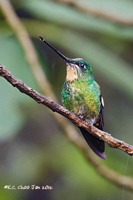 Buff-winged Starfrontlet