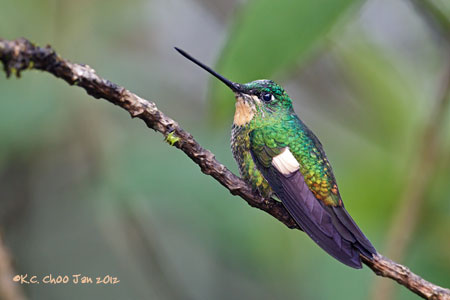 Buff-winged Starfrontlet