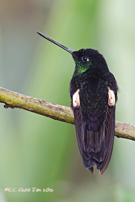 Buff-winged Starfrontlet