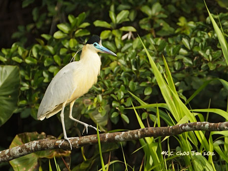 Capped Heron