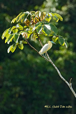 Capped Heron