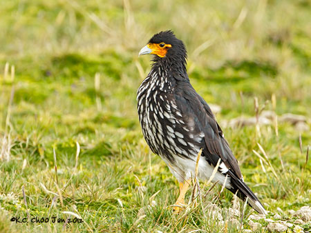 Carunculated Caracara